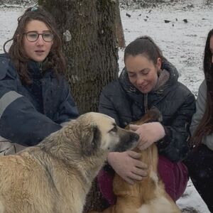Ove tri heroine godinama dobrovoljno brinu o napuštenim psima: Prisetile se i scene sa poplavom - kapa dole za njih