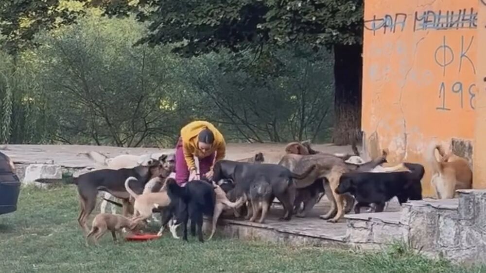 Ovo su tri herione koje godinama dobrovoljno brinu o napuštenim psima 