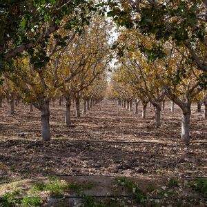 Cena za kilogram ide i do 20 evra! Dejan uzgaja biljku koja kada se jednom zasadi, rađa narenih 100 godina