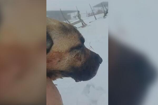 KRVOLOČNA BORBA VUKA I PSA NA PEŠTERU! Neustrašivi pas BRANIO OVCE! "Napad se dogodio..."