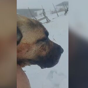 KRVOLOČNA BORBA VUKA I PSA NA PEŠTERU! Neustrašivi pas BRANIO OVCE! "Napad se dogodio..." Pazite samo ko je POBEDIO