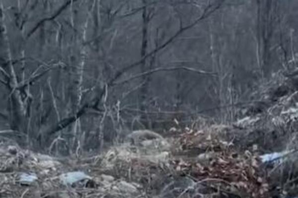 OPASNA ZVER SE POJAVILA NA SRPSKOJ PLANINI U OKVIRU SKI-CENTRA: Isplivao baš JEZIV SNIMAK, ne usuđujte se da...