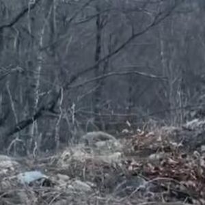 OPASNA ZVER SE POJAVILA NA SRPSKOJ PLANINI U OKVIRU SKI-CENTRA: Isplivao baš JEZIV SNIMAK, ne usuđujte se da...