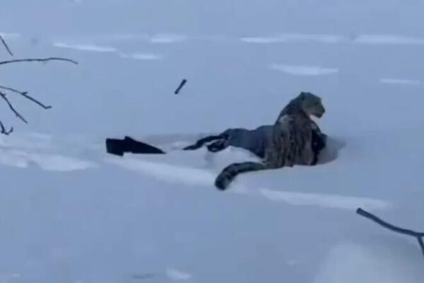 PRIMETILA DIVLJU ZVER NA PUTU DO HOTELA, PA PRIŠLA DA JE FOTOGRAFIŠE! Usledio je horor neviđenih razmera! (VIDEO)