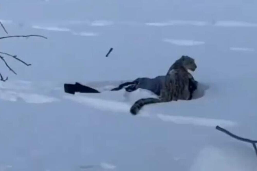 PRIMETILA DIVLJU ZVER NA PUTU DO HOTELA, PA PRIŠLA DA JE FOTOGRAFIŠE! Usledio je horor neviđenih razmera! (VIDEO)