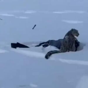 PRIMETILA DIVLJU ZVER NA PUTU DO HOTELA, PA PRIŠLA DA JE FOTOGRAFIŠE! Usledio je horor neviđenih razmera! (VIDEO)