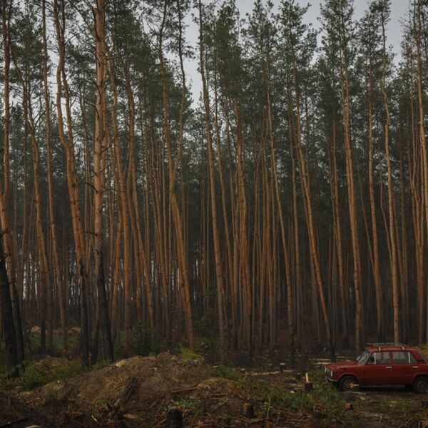 Jeziv prizor u šumi kod Aranđelovca! Divlje zveri u opasnom klinču: Od ovog treba bežati "kao đavo od krsta"!