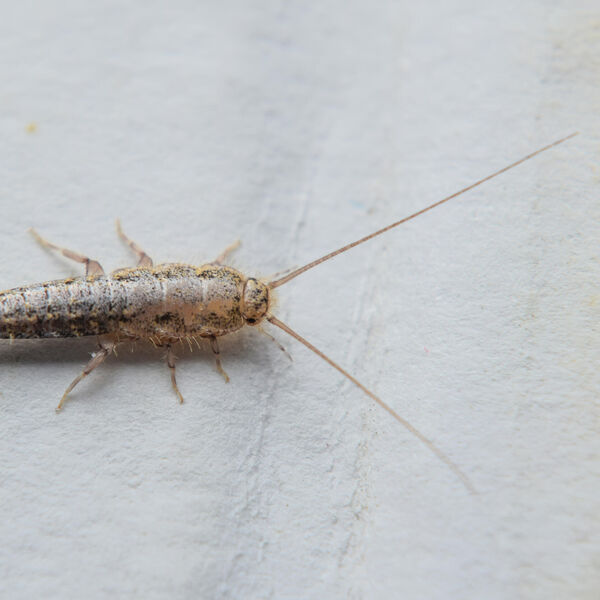 Ako vidite ovog insekta u kupatilu odmah uradite ovo: Evo da li je opasan i kako da ga više ne vidite, 1 stvar mrze