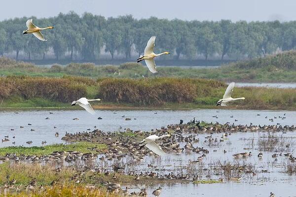 MSP Kine: Kina dala važan doprinos globalnoj zaštiti i obnovi močvara
