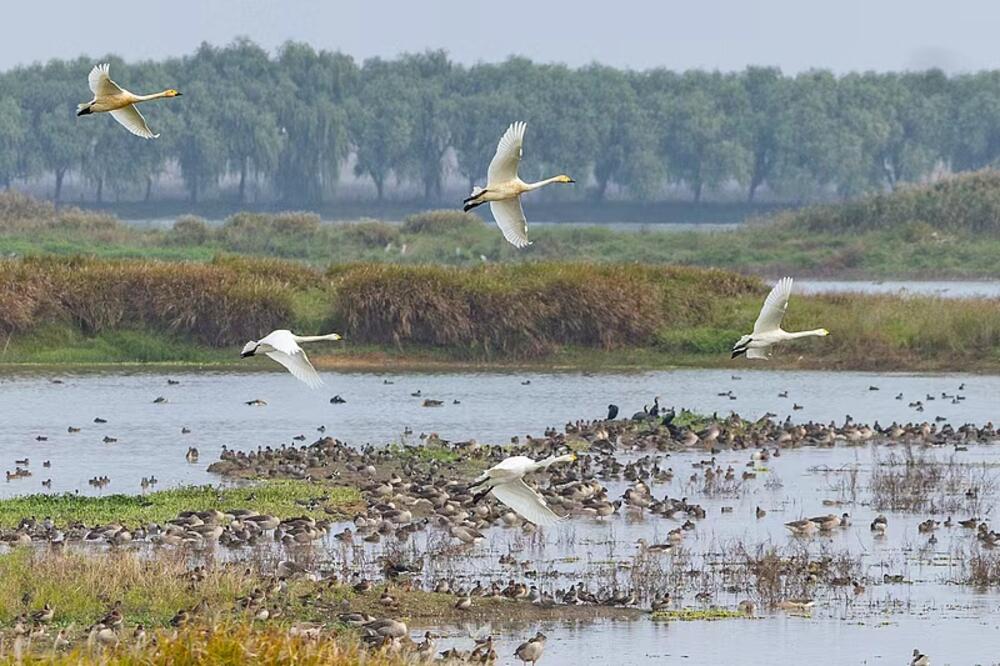 MSP Kine: Kina dala važan doprinos globalnoj zaštiti i obnovi močvara