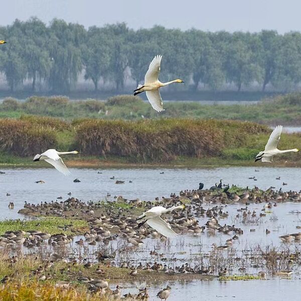 MSP Kine: Kina dala važan doprinos globalnoj zaštiti i obnovi močvara