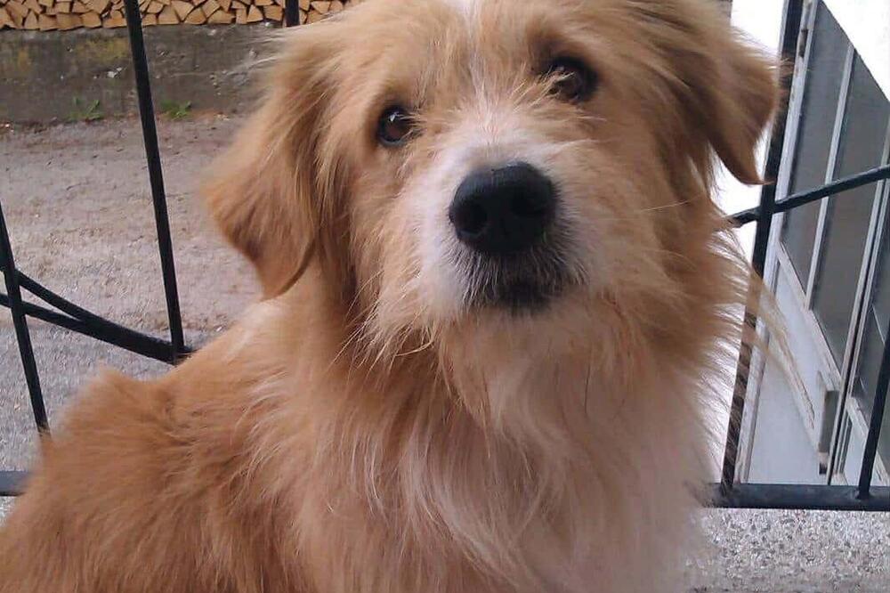 "Simbol grada i čaršije" Tuga u Pljevljima nakon smrti omiljenog gradskog psa: "Otišao je Lazo, Laki"