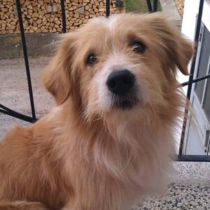 "Otišao je simbol grada, čaršije" Tuga u Pljevljima nakon smrti omiljenog gradskog psa: "Otišao je Lazo, Laki"