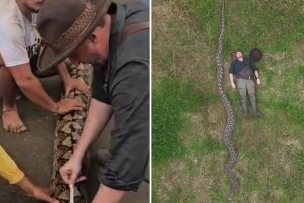 Snimljena je zverina, čoveka može da proguta za svega par minuta: Neman od preko 7 metara ledi krv u žilama