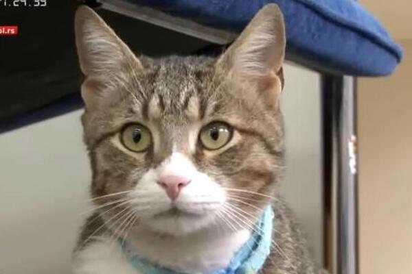 Ide od radnje do radnje, poziranje obožava: Mačak Boro iz Trebinja je omiljen u komšiluku, ono što radi je LUDILO