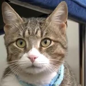 Ide od radnje do radnje, poziranje obožava: Mačak Boro iz Trebinja je omiljen u komšiluku, ono što radi je LUDILO