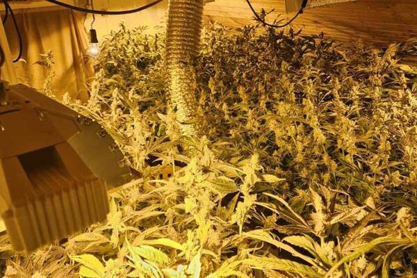 Čačanin (51) u kući imao laboratoriju marihuane: Policija zaplenila 128 stabljika kanabisa!