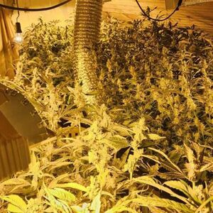 Čačanin (51) u kući imao laboratoriju marihuane: Policija zaplenila 128 stabljika kanabisa!