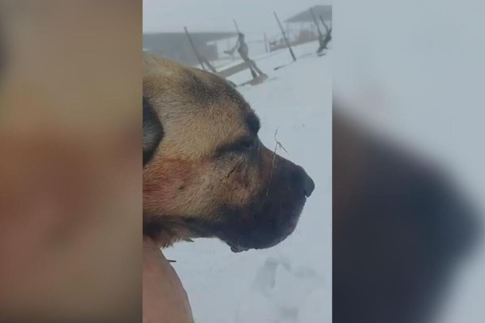 Detalji herojskog podviga psa kangala sa Peštera: Savladao krvoločnu zver, pa spasao 1.600 grla ovaca! (FOTO)