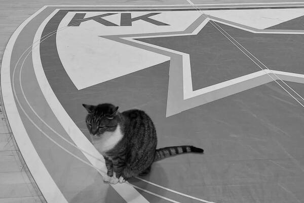 Evroliga se oprostila od legendarne mačke Ljubice: "Uvek ćemo te..."