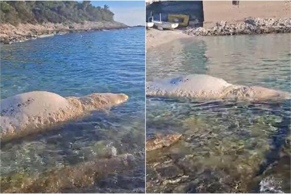 "BEŠTIJA OD 6 METARA U STANJU RASPADANJA": Šok prizor na hrvatskom otoku! Ne, ovo nije KIT