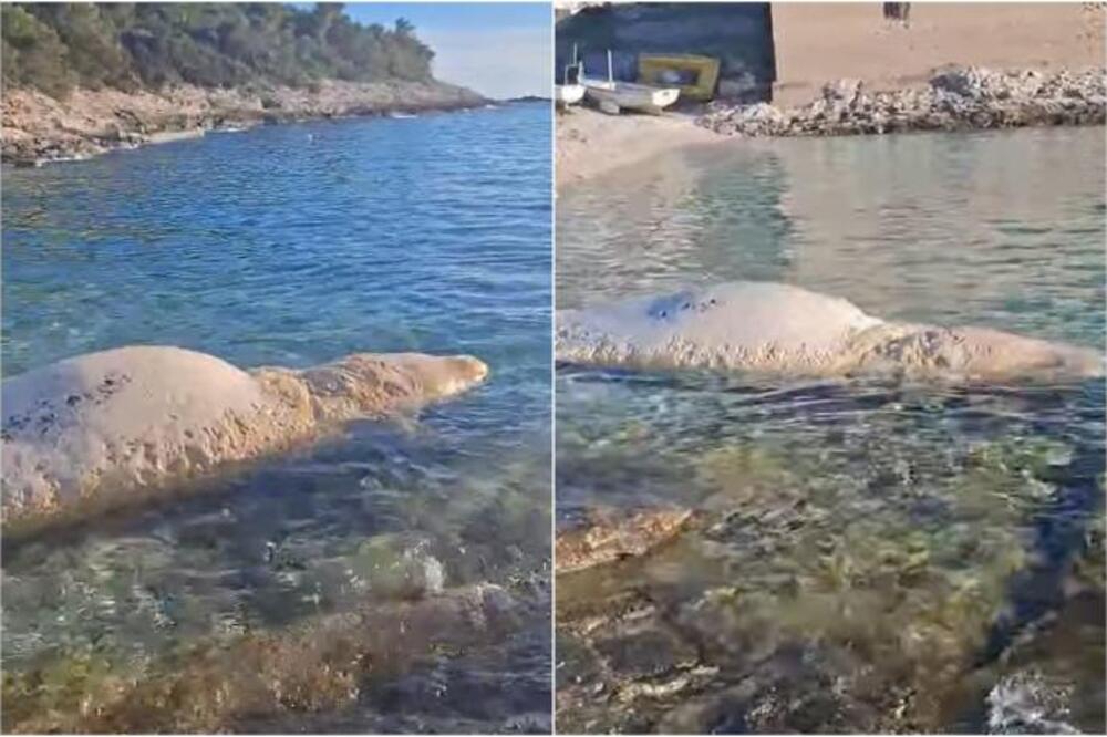 "BEŠTIJA OD 6 METARA U STANJU RASPADANJA": Šok prizor na hrvatskom otoku! Ne, ovo nije KIT