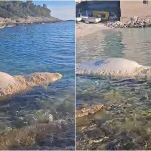 "BEŠTIJA OD 6 METARA U STANJU RASPADANJA": Šok prizor na hrvatskom otoku! Ne, ovo nije KIT