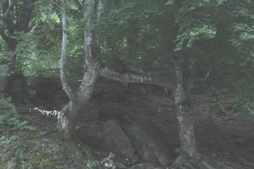 Ko jednom prođe ispod ovih bukvi... Srbi veruju da ovo mesto ima magičnu moć, nalazi se nadomak Kraljeva (FOTO)