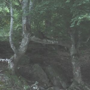 Ko jednom prođe ispod ovih bukvi... Srbi veruju da ovo mesto ima magijsku moć, nalazi se nadomak Kraljeva (FOTO)