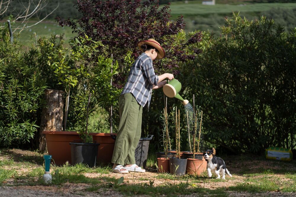 Bašta, Dvorište, Biljke