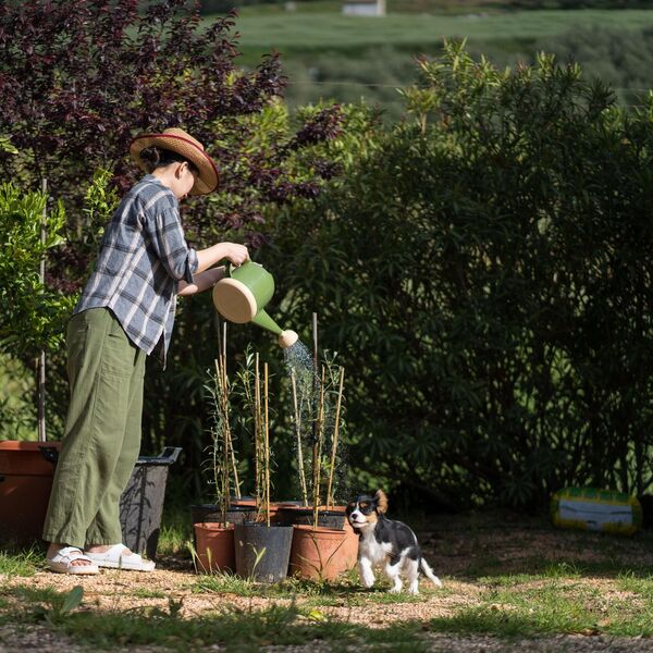 Veruje se da ova biljka donosi SMRT! Nikako je ne sadite, ako je dobijete na poklon - SMESTA JE IZBACITE IZ KUĆE!