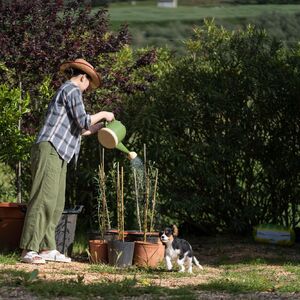 Veruje se da ova biljka donosi SMRT! Nikako je ne sadite, ako je dobijete na poklon - SMESTA JE IZBACITE IZ KUĆE!
