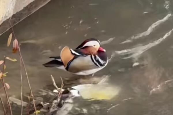 Neverovatna scena u centru Novog Pazara: Gređeni ugledali životinju koja ne živi na ovim prostorima! (VIDEO)