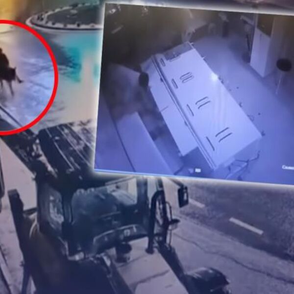 NEVEROVATNO, A ISTINITO! Viljuškarom opljačkao zlataru, ali to nije sve... Beg na magarcu tek TRESE INTERNET, AU!