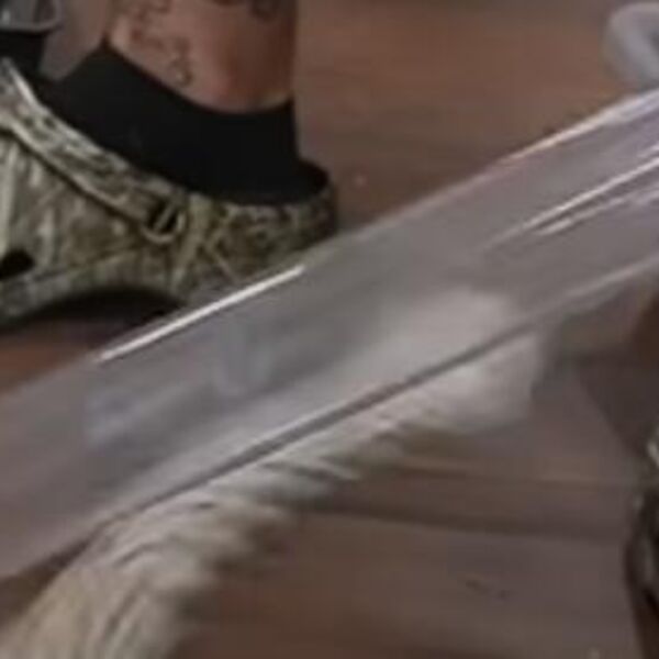 AKO VIDITE DA VAS OVA ZMIJA NAPADA, VEĆ JE KASNO Na snimku se tačno vidi kako je OPASNA: Niko NEMA ŠANSU PROTIV NJE