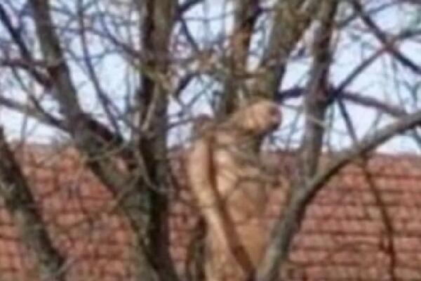 "GOLA ŽENA OBEŠENA O DRVO": Strava i užas kod Kraljeva, prolaznici van sebe, deca mogu da dožive pravi šok!