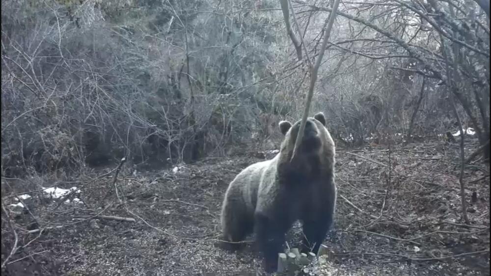 Nesvakidašnji prizor na jugu Srbije: Medvedi trče niz ulicu, građani u panici! (VIDEO)