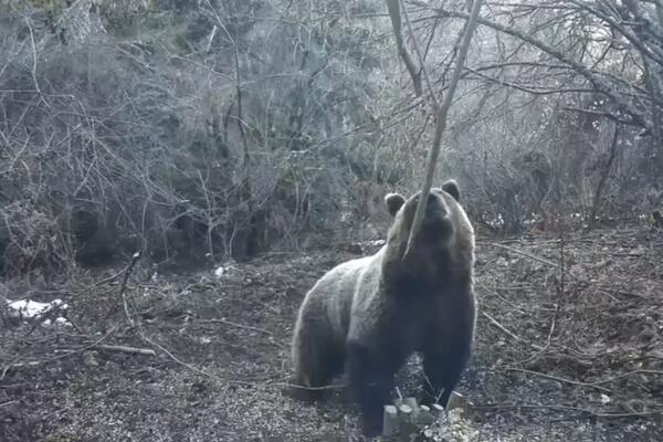 Nesvakidašnji prizor na jugu Srbije: Medvedi trče niz ulicu, građani u panici! (VIDEO)