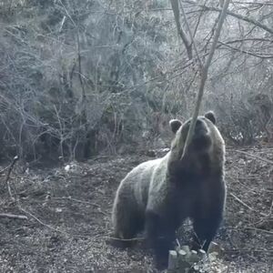 Nesvakidašnji prizor na jugu Srbije: Medvedi trče niz ulicu, građani u panici! (VIDEO)