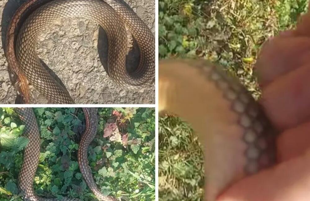 AKO ZMIJA KRENE KA VAMA, URADITE OVAJ POTEZ NOGOM I SPASIĆETE SE: Od toga beži kao đavo od krsta