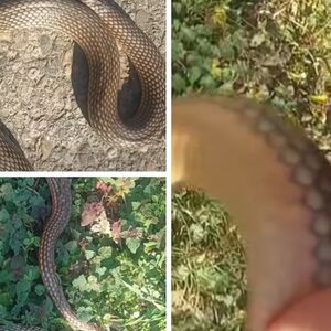 Ogromna zmijurina na putu usred Srbije: Bata sve snimio, a evo šta znači kad se ona probudi i pojavi u februaru