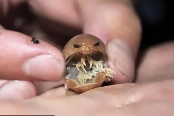 Uleti u usta, zabije se i počne da sisa krv: Muškarac spustio kameru na dno okeana, sledio se kad je video snimak