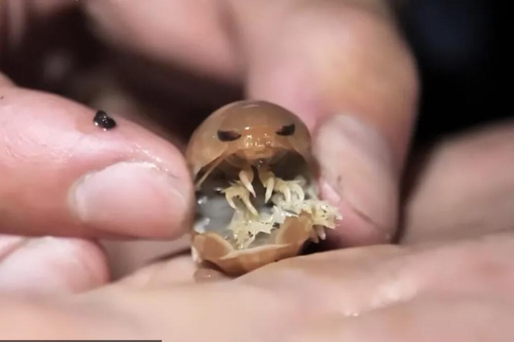 Uleti u usta, zabije se i počne da sisa krv: Muškarac spustio kameru na dno okeana, sledio se kad je video snimak