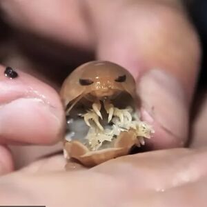 Uleti u usta, zabije se i počne da sisa krv: Muškarac spustio kameru na dno okeana, sledio se kad je video snimak