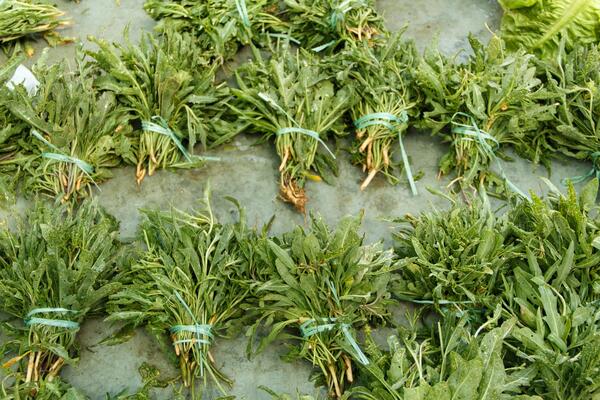 Ovu biljku možete da gajite na terasi, a zarada je ogromna: Među Srbima vlada pomama, ne pitaju koliko košta