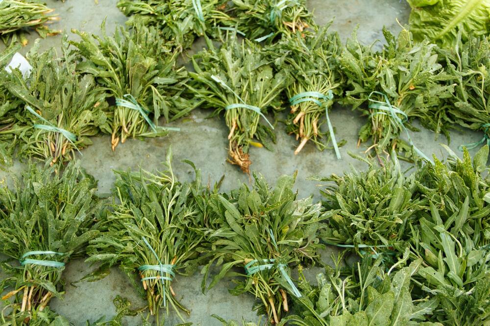 Ovu biljku možete da gajite na terasi, a zarada je ogromna: Među Srbima vlada pomama, ne pitaju koliko košta