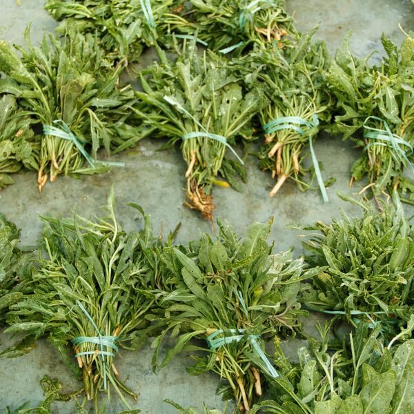 Ovu biljku možete da gajite na terasi, a zarada je ogromna: Među Srbima vlada pomama, ne pitaju koliko košta