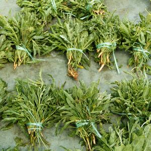 Ovu biljku možete da gajite na terasi, a zarada je ogromna: Među Srbima vlada pomama, ne pitaju koliko košta