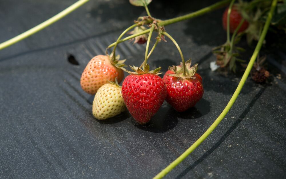 Jagode