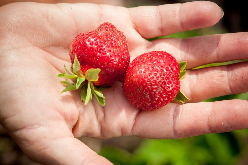 OVAKO IZGLEDAJU DOMAĆE JAGODE: Jedna STVAR ih razlikuje od UVOZNIH, tako vas VARAJU!